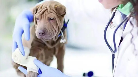 宠物医疗保险怎么样?保障哪些疾病?
