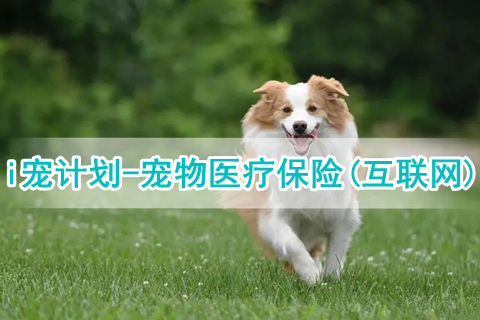 i宠计划-宠物医疗保险(互联网)怎么样?有什么优点?