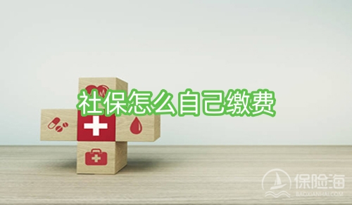 社保怎么自己缴费?个人社保信息查询?